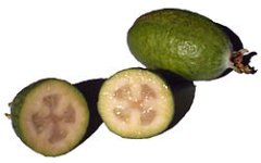 251px-Feijoas_on_white.jpg