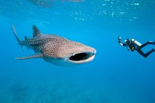 nado-tiburon-ballena.jpg