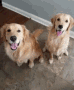 golden-retriever-.gif