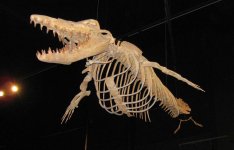 durodon_skeleton_by_orcinuspacifica_d4ccheu-fullview.jpg