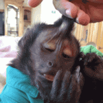FavoriteCoarseHamadryad-size_restricted.gif