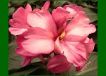 rosa5.jpg