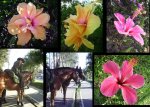 flores y caballos tomadas por mì.jpg