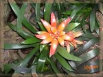 flor con marco.jpg