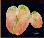 100_0640 copia.jpg