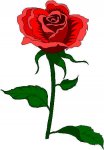 flor.jpg