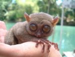 tarsier.jpg