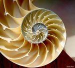 nautilus01..jpg