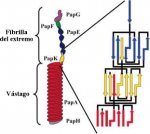 FLAGEL41-SP.jpg