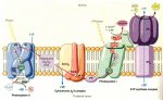 atp synthesis.jpg