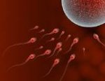sperm_ovum.jpg
