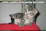 fotos-graciosas-gato-ruidito.jpg