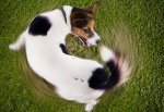 corbis_rf_photo_of_dog_chasing_tail.jpeg