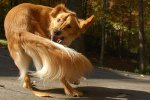 dog+chasing+tail.jpg