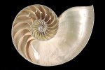 nautilus-c.jpg