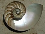 200px-NautilusCutawayLogarithmicSpiral.jpg