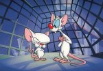 Pinky_y_Cerebro.jpg