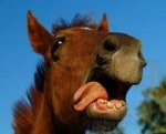caballo loco.jpeg