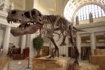 Tiranosaurio.jpg