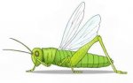 saltamontes.jpg