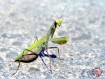 insecto de cuatro patas.jpg