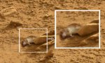 DEATH RAT MARS.jpg