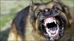 Perro de presa1.jpg