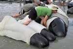 cetaceos encallados.jpg