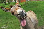 burro.jpg