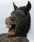 burro.jpg