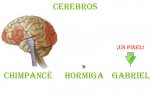 gbrain.jpg
