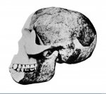 Piltdown_fossil.jpg