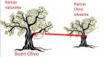 olivo.jpg