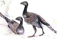 200px-Enantiornis.jpg