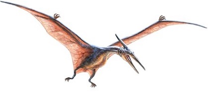 pteranodon.jpg