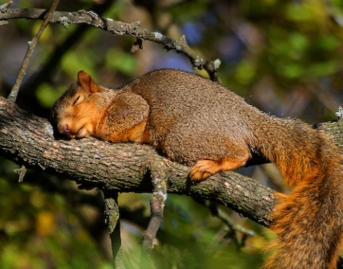 tired-squirrel.jpg