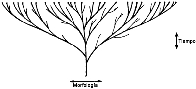 6150fig1-evolution-tree.jpg