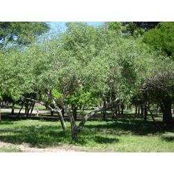 curupi-arbol-nativo-sapium-haeomatospermum-6219-MLA85103937_7458-O.jpg