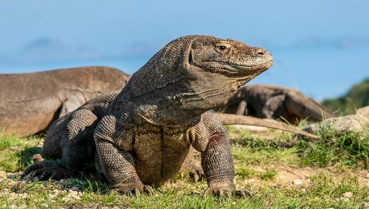 foto-lifeder-Varanus-komodoensis-min.jpg.webp