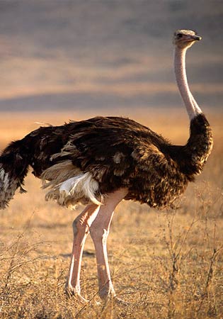 ostrich.jpg