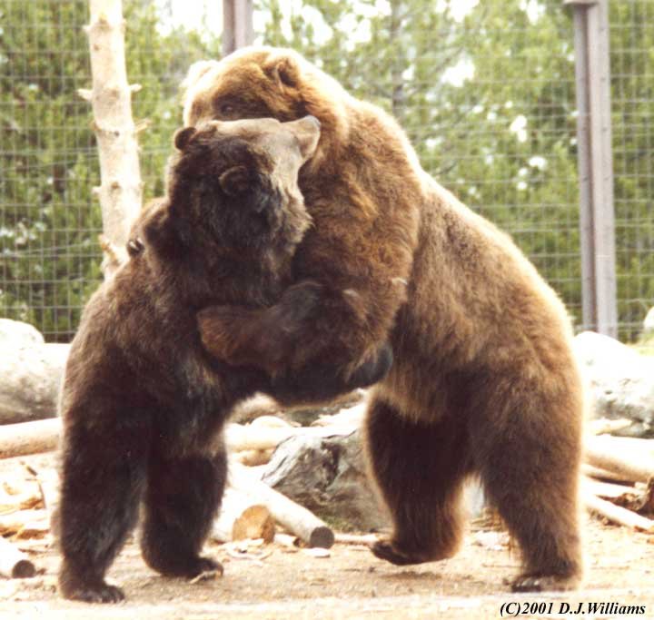 Bear_hug_1.jpg