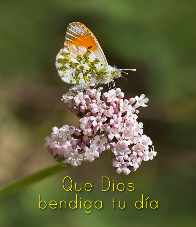 que-Dios-bendiga-tu-dia.png