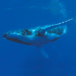Blue+Whale.jpg