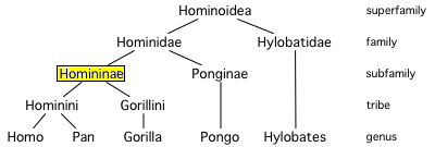 Homininae.PNG