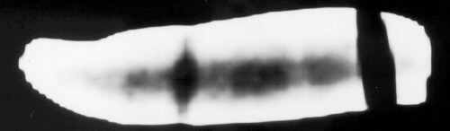 sidect.jpg