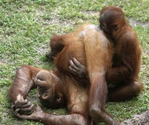 monkey-love.jpg