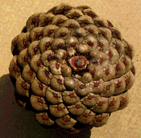 pinecone3.gif