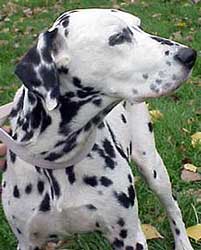 dalmata-sordo.jpg