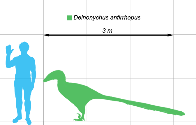 Deinonychus-scale.png