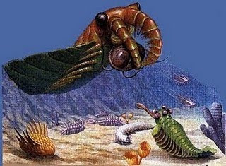Anomalocaris.jpg